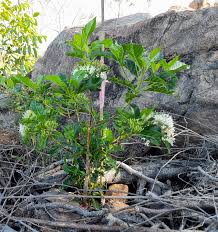 Image result for Pavetta uniflora