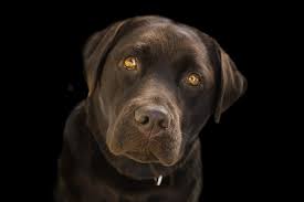 Wreszcie, ulubione tapety jest ustawiony. Zdjecie Zwierze Retriever Pies Domowy Pysk Wzrok Z Bliska Czarne Tlo