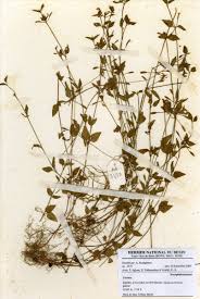 Image result for Torenia thouarsii