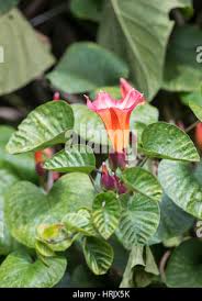 Image result for Stictocardia beraviensis