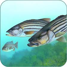 Fishing Fanatic Fishing App With Solunar Charts Amazon In