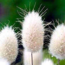 Bunny Tails Ornamental Grass Seeds Lagurus Ovatus 50 Seeds Ornamental Grasses Ground Cover Seeds Grasses Garden