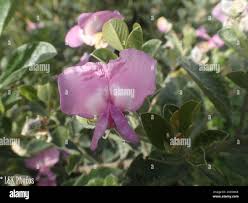 Image result for Podalyria calyptrata