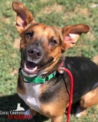 Humane society of yuma animal shelter pet adoption. Adoptable Dogs Az Happy Tails