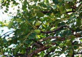 Image result for Hypericophyllum compositarum