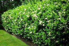 Image result for Ligustrum lucidum