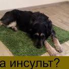 pin na doske vse dlya zhivotnyh