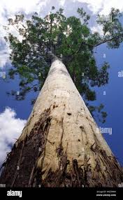 Image result for Eucalyptus grandis