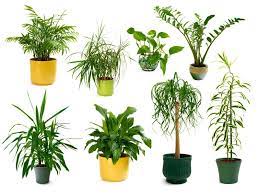 Hph is a group, blog, and business founded and run by two women who have been friends since childhood. Choosing House Plants How To Choose