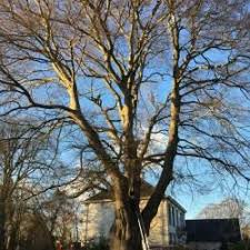 Dwingeloo De Grootste Beuk Van Drenthe Omtrek 665cm Staat In De Tuin Van De Pastorie Van De Hervormde Kerk De Stam Maakt Een Massieve En Tuin Drupal Stam