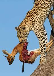 Leopards Have Been Known To Climb Trees With Giraffes That Weigh Twice As Much As Them Hanging From Their Mouth Animals Wild African Animals Wild Cats