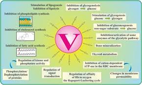 Atomic weight of vanadium is 50.9415 u or g/mol. Vanadium Risks And Possible Benefits In The Light Of A Comprehensive Overview Of Its Pharmacotoxicological Mechanisms And Multi Applications With A Summary Of Further Research Trends Sciencedirect
