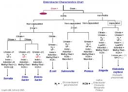 46 unfolded first aid gram negative chart