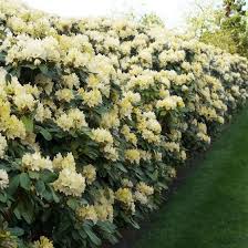 Rhododendron Inkarho Gelb Online Kaufen Bei Gartner Potschke Pflanzen Garten Gestalten Garten