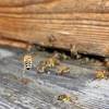 Then the bees will be attracted to the taste of the sweet grape jelly food and will take it back to the nest. 1