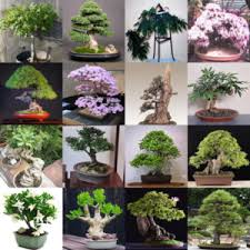 Image result for Vepris bremekampii