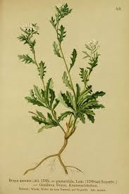 Image result for Oreophyton