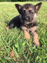 Our dogs are selectively bred for health and. Litter Of 9 German Shepherd Dog Puppies For Sale In Dalton Ga Adn 29693 On Puppyfinder Com Gender Fe German Shepherd Dogs Puppy German Shepherd Dogs Puppies