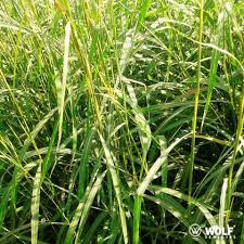 Image result for Andropogon gayanus