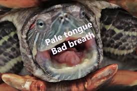 Always feed your turtle in the water and limit the pellet quantity to 25% of the total diet. Veterinary And Travel Stories 3293 A 10 Year Old Red Eared Slider Stopped Eating Pellets