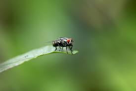 For reliable and effective home pest control and commercial pest control services. Residential Commercial Fly Control Removal Exterminator Services In Colorado Springs Co