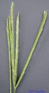 Image result for Eleusine