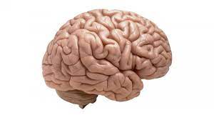 CORTEZA CEREBRAL