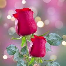 Beautiful Flowers | Lahore