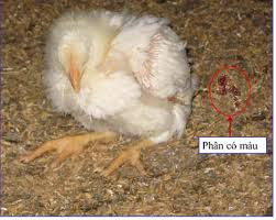 Káº¿t quáº£ hÃ¬nh áº£nh cho ECOLI GHEP CAU TRUNG
