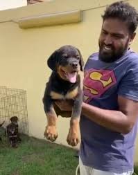 Dolittle 's rescue ranch in mcallen, texas, last year. Rottweilers Uae Home Facebook
