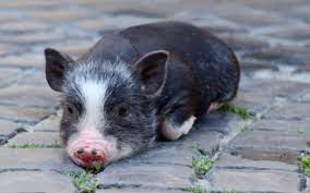 Feeding Your Mini-Pig | Vca Animal Hospital