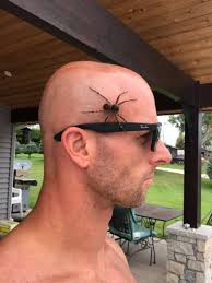 Identify large black wolf spider in Nebraska?