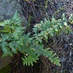 Image result for Cheilanthes viridis