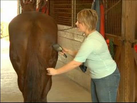 How to Put an Extension in a Horses Tail : How to Comb Out a Horse Tail