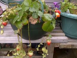 Check spelling or type a new query. Garlic And Strawberries