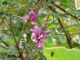 Image result for Indigofera pseudodyeri