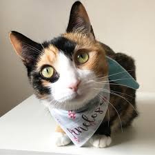 For some updates and recent news about funny cat 1080 x 1080 pictures background photos, please kindly follow us too, or you can save this page on bookmark section. Cute Pictures And Facts About Calico Cats And Kittens