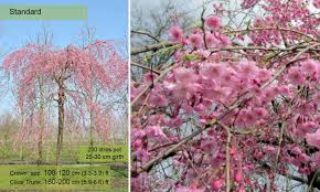 An attractive small weeping tree, the weeping spring tree (prunus pendula ' pendula rubra') is a real focal point in the garden in march and april, before its. Prunus Subhirtella Pendula Plena Rosea Winter Flowering Cherry Standard Garden Plants Online