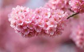 Flowers Blossom Pink Blossoms Hd Wallpapers Desktop Backgrounds Mobile Wallpapers 19 Pink Flowers Wallpaper Flower Desktop Wallpaper Beautiful Pink Flowers