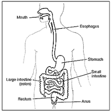 If you pay attention to your tap in detail, you will be able to find a disc with fine holes resembling a filter. Http Labsci Stanford Edu Images Digestive System T Pdf