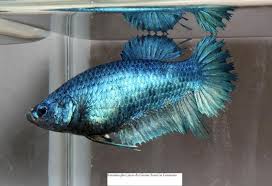 These betta has beautiful coloration and patterns. My Crown Tail Plakat Line Associazione Italiana Betta