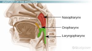 In addition to getting comprehensive answers to all these questions, here you will also learn about the structure, anatomy and functions of the nasal cavity.lots of interesting facts about nose and nasal cavity are also given. Pharynx Anatomy Definition Video Lesson Transcript Study Com