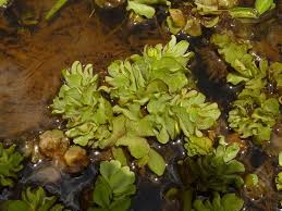 Image result for Salvinia hastata
