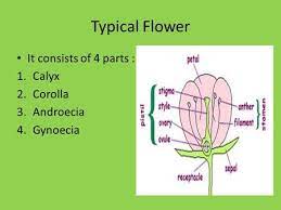 This time we are looking on the crossword puzzle clue for: Reproductive Morphology Ppt Video Online Download
