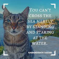 Pin On Motivational Cat