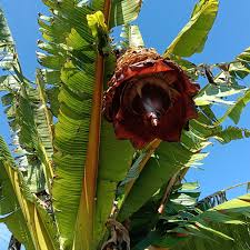 Image result for Ensete ventricosum