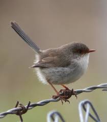 Small Birds Native To Missouri Superb Fairy Wren Malurus Cyaneus In 2020 Missouri Birds Australian Native Animals Wren