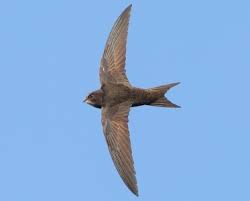 Результат пошуку зображень за запитом "стриж"