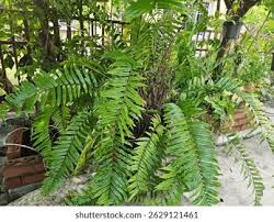 Image result for Oleandraceae