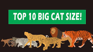 big cats size comparison